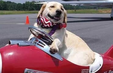 Volare con gli animali